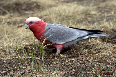Galah