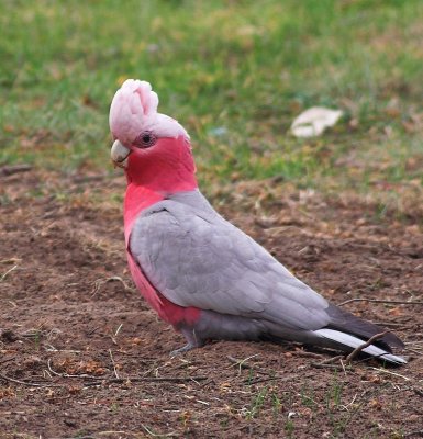 Galah