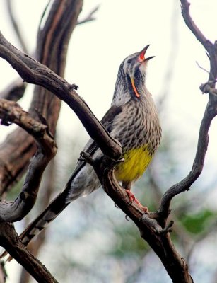 Yellow Wattlebird