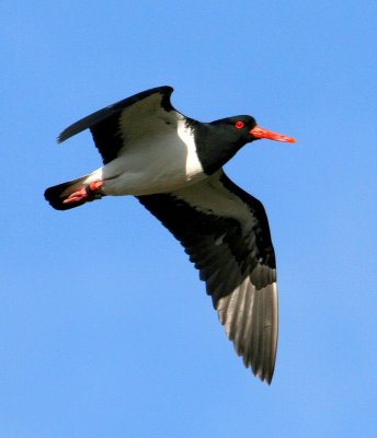 Pied Oystercatcher