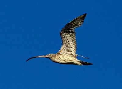 Eastern Curlew