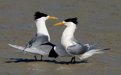 Crested Tern