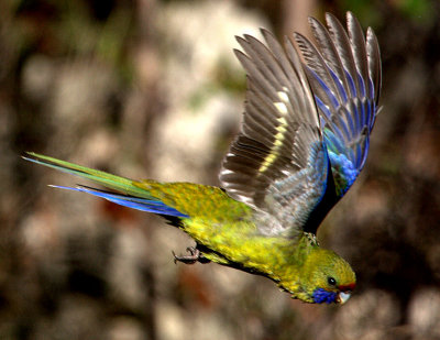 Green Rosella