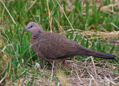 Spotted Turtle-Dove