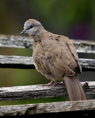 Spotted Turtle-Dove (juvenile)