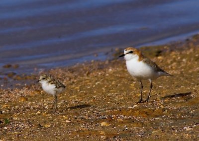 Red-capped Plover with runner