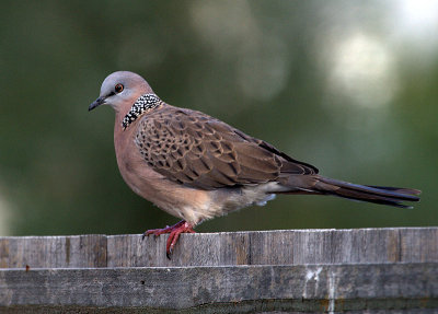 Spotted Turtle-Dove