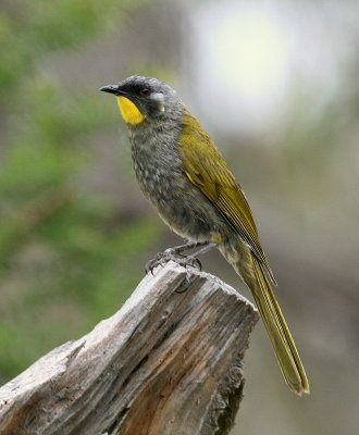 Yellow-throated honeyeater (see endemics)