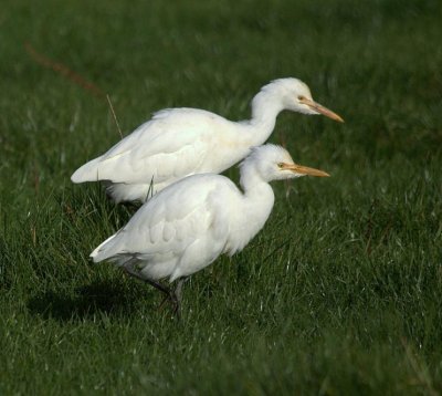 Cattle Egret