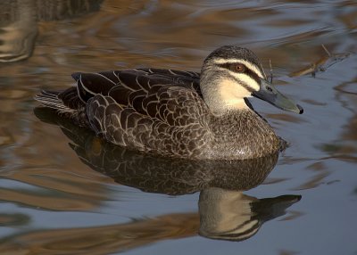 Pacific Black Duck