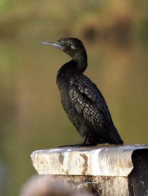 Little Black Cormorant