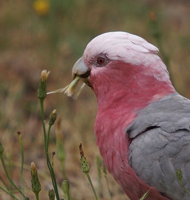 Galah