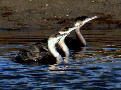 Black-faced Cormorant (immature)