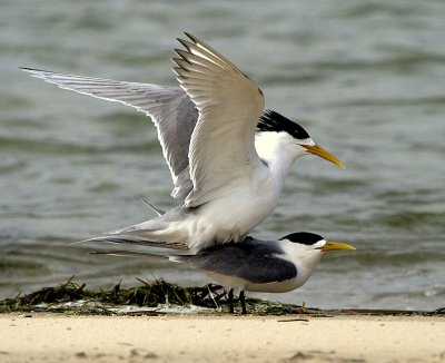 Crested Tern