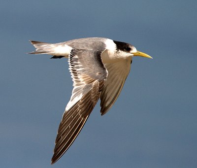 Crested Tern