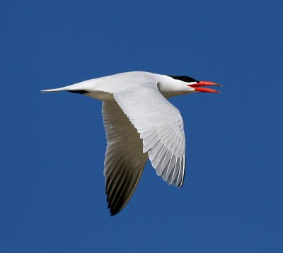 Caspian Tern