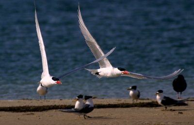 Caspian Tern