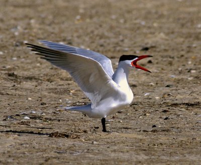 Caspian Tern