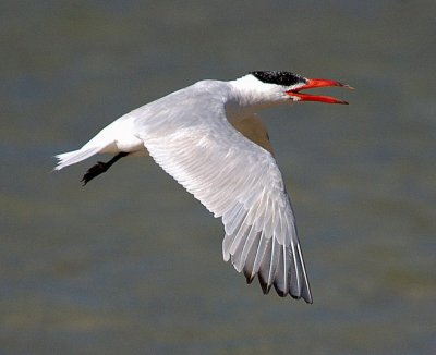 Caspian Tern