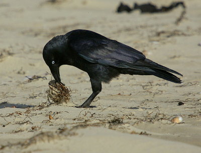 Forest Raven