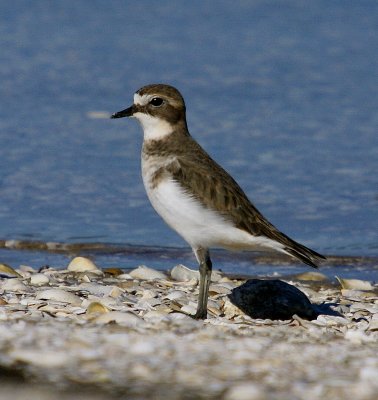 Double-banded Plover