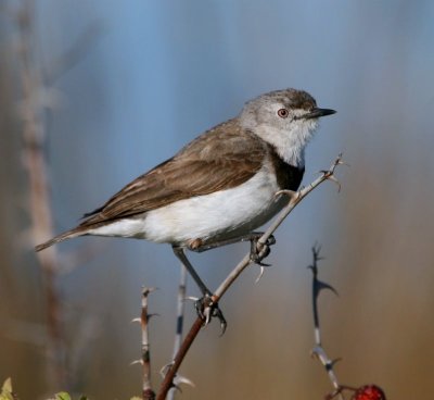 White-fronted Chat (female)