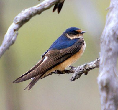 Tree Martin