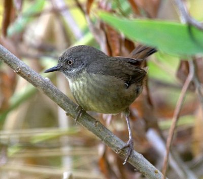 Tasmanian Scrubwren