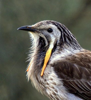 Yellow Wattlebird