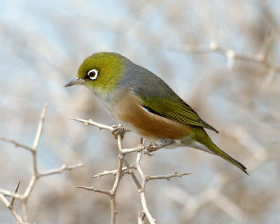 Silvereye