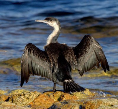 Black-faced Cormorant (immature)