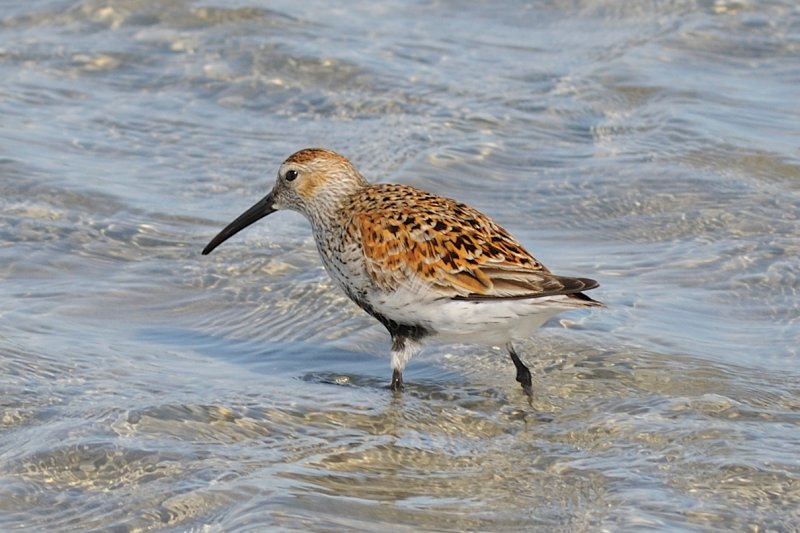 Dunlin in breeding plumage, Essex Bay.jpg
