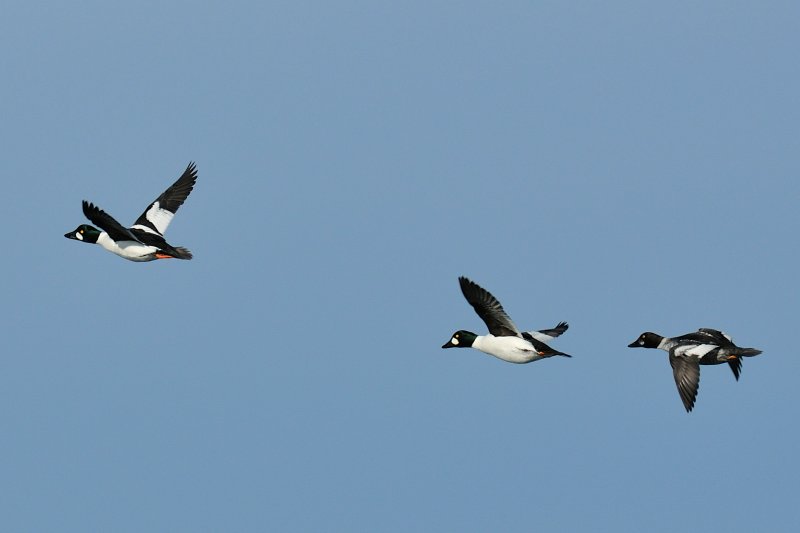 13-Jan-10 Common Goldeneyes, Salisbury, MA 2.jpg