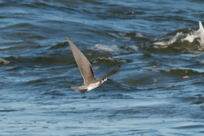 Black Tern, Crane's Beach, Essex, MA.jpg