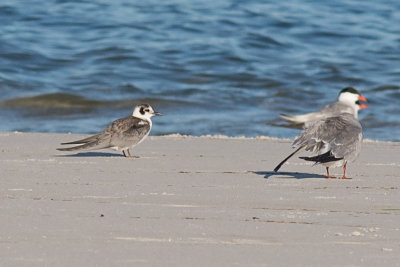 Black Tern and Common Tern, Crane's Beach, Ipswich, MA.jpg