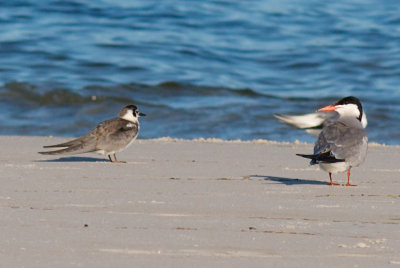 Black Tern and Common Tern, Crane's Beach, Essex, MA.jpg