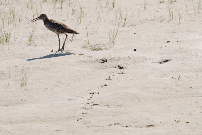 Wary Willet, Crane's Beach, Ipswich, MA.jpg