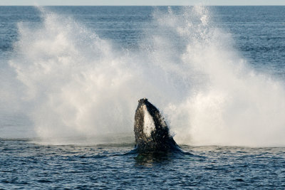 Humpback Whale Breaching 1.jpg