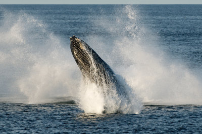 Humpback Whale Breaching 2.jpg