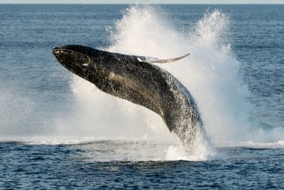 Humpback Whale Breaching 4.jpg