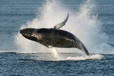 Humpback Whale Breaching 5.jpg