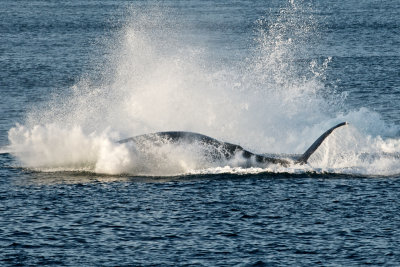 Humpback Whale Breaching 6.jpg