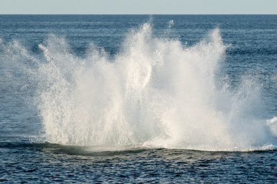 Humpback Whale Breaching 7.jpg