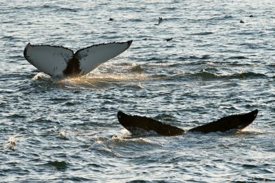 Humpback Whales 1.jpg