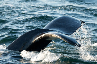Humpback Whales 10.jpg