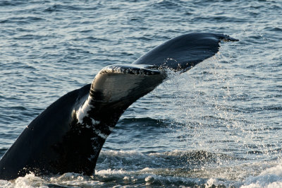 Humpback Whales 11.jpg