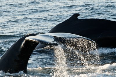 Humpback Whales 12.jpg