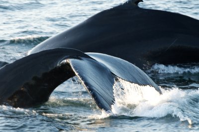 Humpback Whales 13.jpg