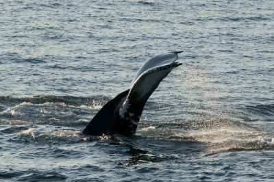 Humpback Whales 14.jpg