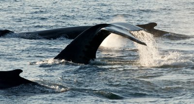 Humpback Whales 15.jpg